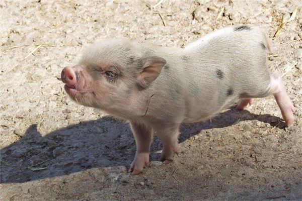 取名系統(取名系統查詢)