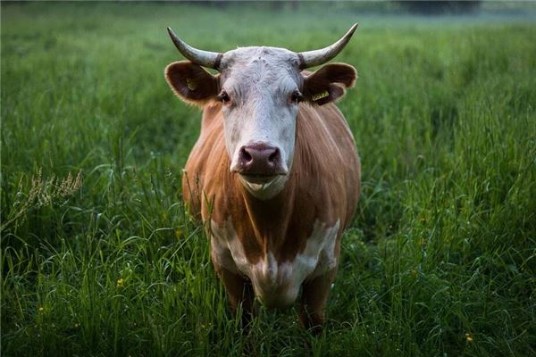 名字推薦_取英文名字