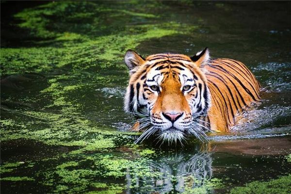 寶寶起名_周雯華