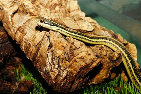 喬柏華的姓名打分結果_喬柏華五行分析