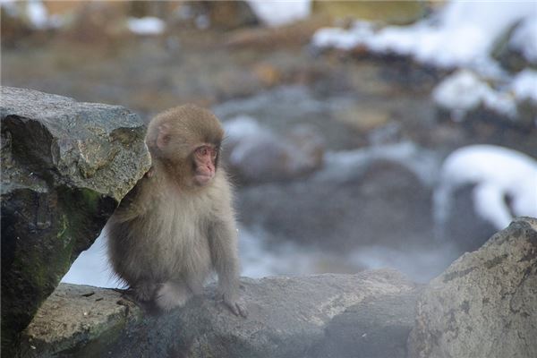 寶寶起名_鄭吟懷