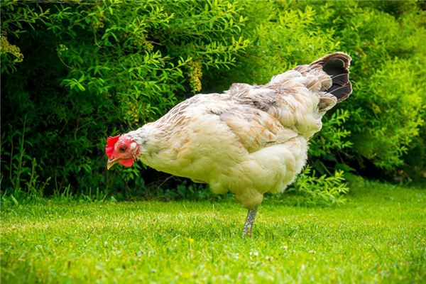 鄒林穎的姓名打分結果_鄒林穎五行分析