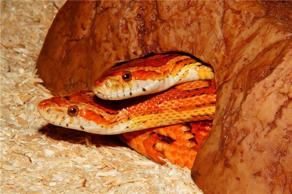 專業(yè)取名_西游記人物名字