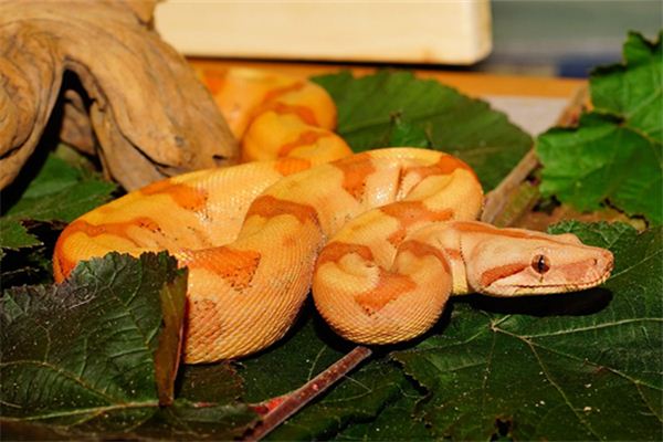 馬雷蒙的姓名打分結(jié)果_馬雷蒙五行分析