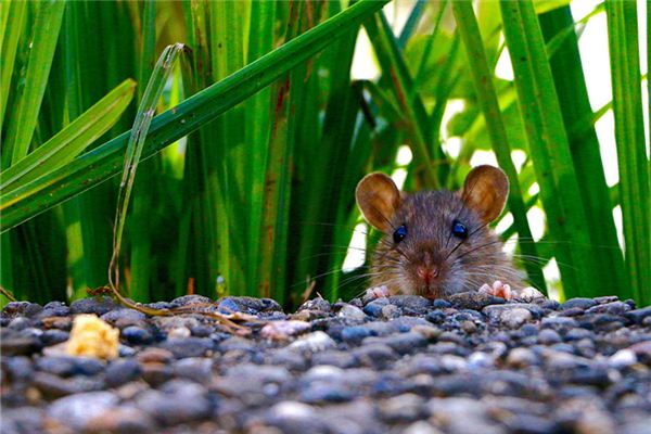 夏宗瓊的姓名打分結果_夏宗瓊五行分析