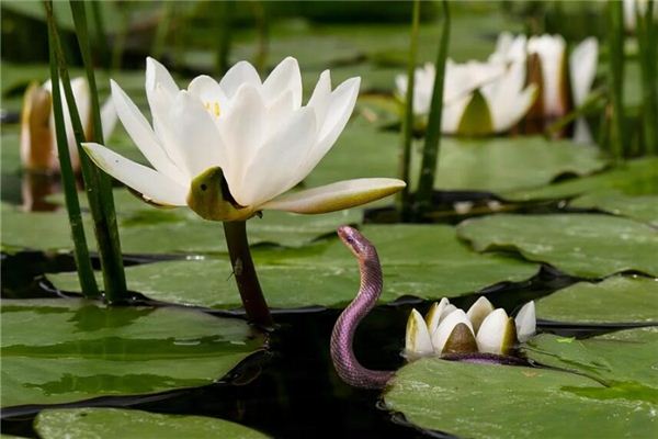 吳玫萱的姓名打分結果_吳玫萱五行分析