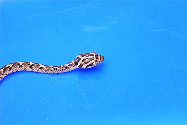 陳逸璇的姓名打分結果_陳逸璇的姓名五行分析