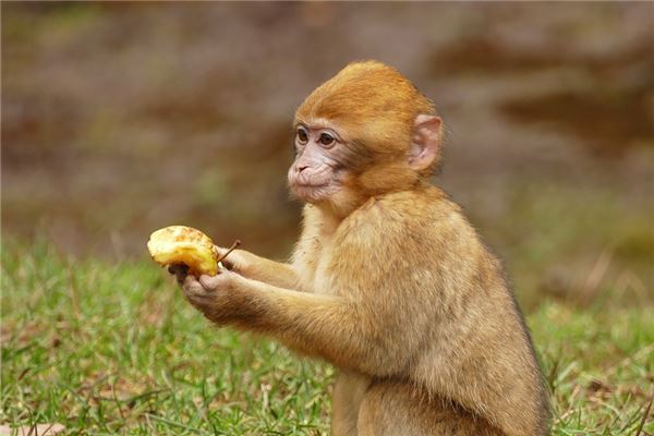 羅佩萍的姓名打分結果_羅佩萍五行分析
