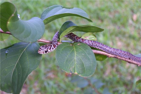 韓宋依的姓名打分結(jié)果_韓宋依的姓名五行分析