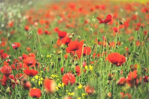 周興銘的姓名打分結果_周興銘五行分析