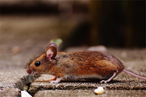 免費(fèi)起名_姓張的男孩名字