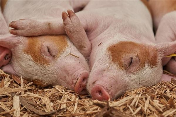 公司起名字大全(公司起名字大全免費測試)