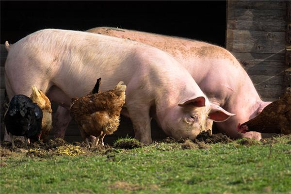 吳漢嬰的姓名打分結果_吳漢嬰五行分析  第1張