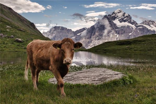 網絡名字_給寶寶取名字