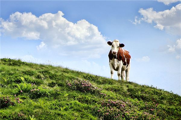姓名測(cè)分_周飛羽