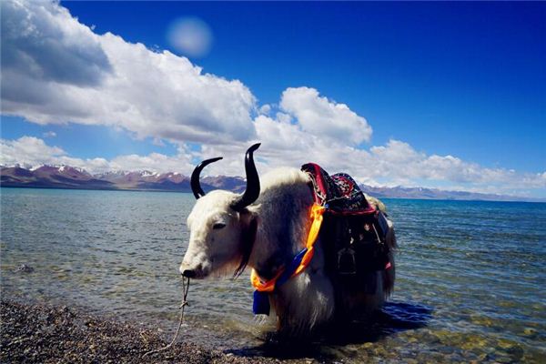 2021姓名取名技巧_佑字為名的男寶