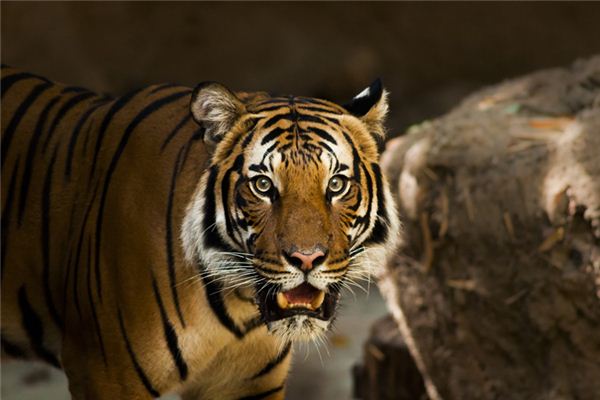 張方軍的姓名打分結(jié)果_張方軍五行分析  第1張