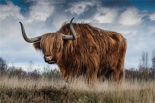 唐子喬的姓名打分結果_唐子喬五行分析