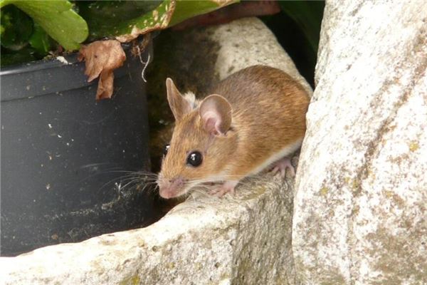 五行分析_鄭丹云