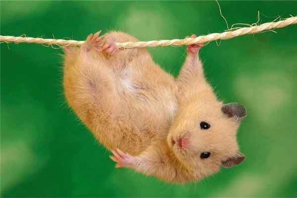 月亮好聽的名字