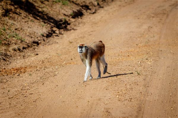 趙素影的姓名打分結果_趙素影五行分析
