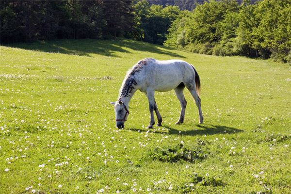 帶瑤的女孩名字
