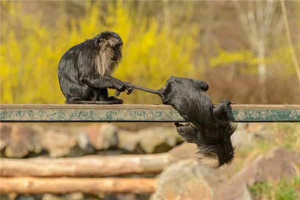 網絡起名_周飛瑤