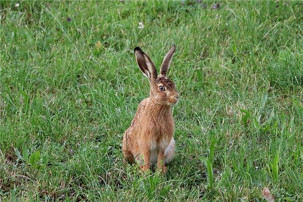 金酸梅的姓名打分結果_金酸梅五行分析