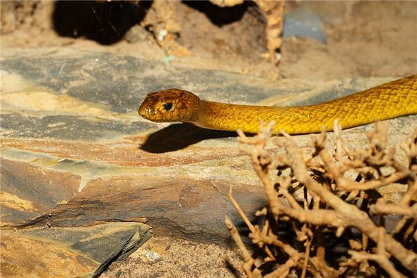 劉梓浩的名字好嗎