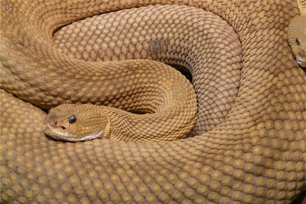 葛思靜的姓名打分結果_葛思靜的姓名五行分析