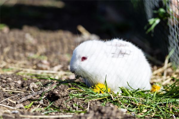 姜正陽的姓名打分結(jié)果_姜正陽五行分析
