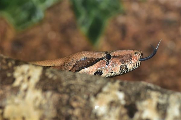 林小霞的姓名打分結果_林小霞五行分析  第1張