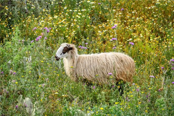 姓氏起源_周尋雪