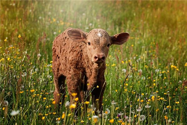 周幼林的姓名打分結果_周幼林五行分析