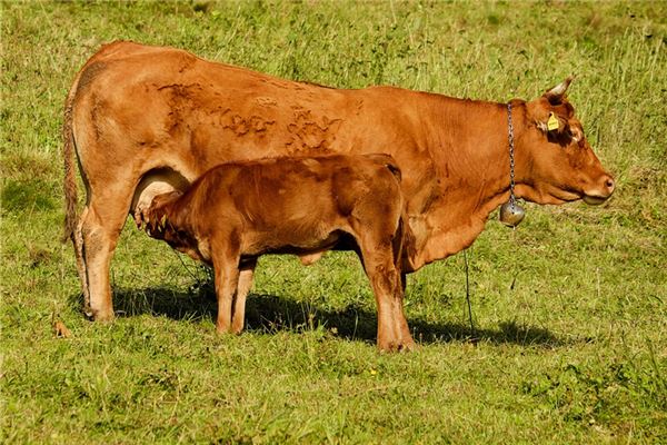 吳賢蘭的姓名打分結果_吳賢蘭五行分析