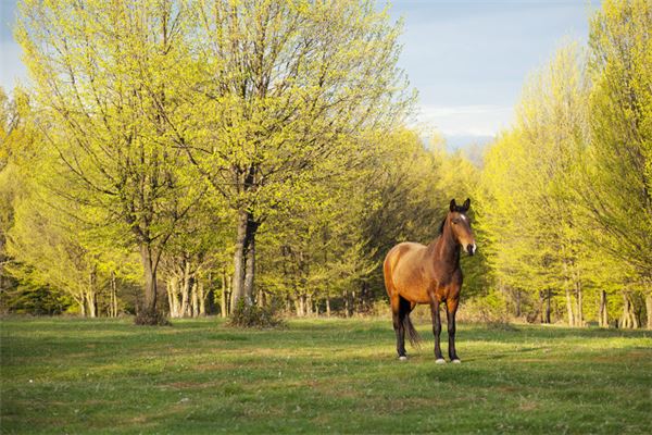寶寶怎么取名_國姓起名大全  第1張