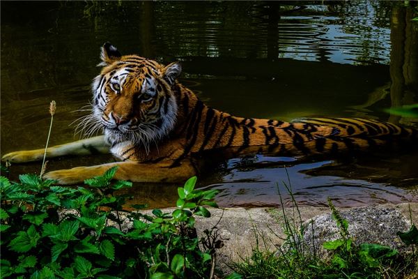 寶寶姓名打分:吳珍麗