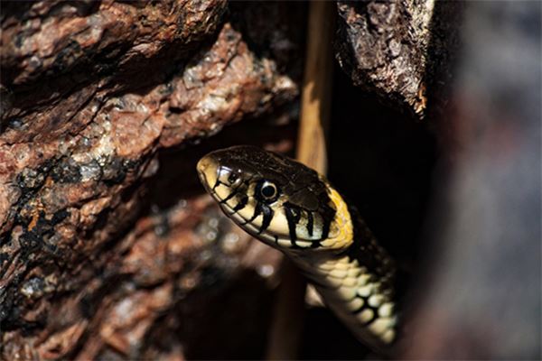 免費取名_周彬郁