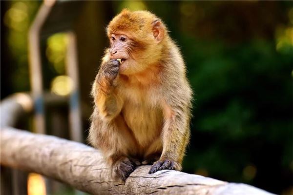 陳姿穎的姓名打分結果_陳姿穎的姓名五行分析