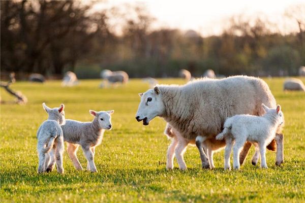 劉蕓希的姓名打分結果_劉蕓希五行分析