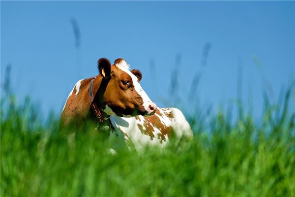 新生兒起名_羅體照