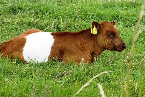 宋韻網的姓名打分結果_宋韻網五行分析