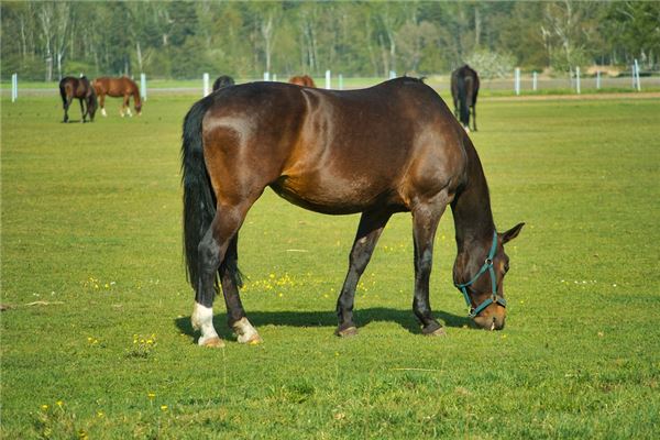 瞿優(yōu)遠(yuǎn)的姓名打分結(jié)果_瞿優(yōu)遠(yuǎn)五行分析