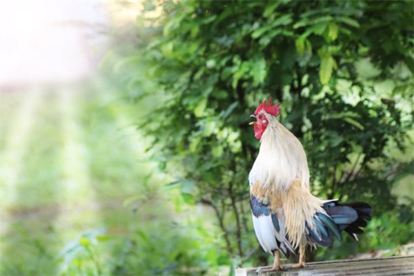 吳卓玲的姓名打分結果_吳卓玲五行分析  第1張