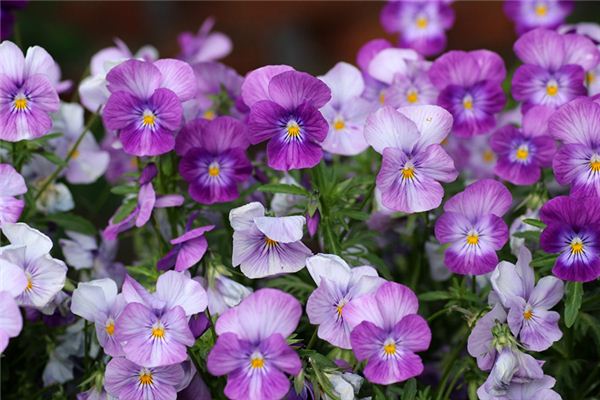 梁必志的姓名打分結(jié)果_梁必志五行分析