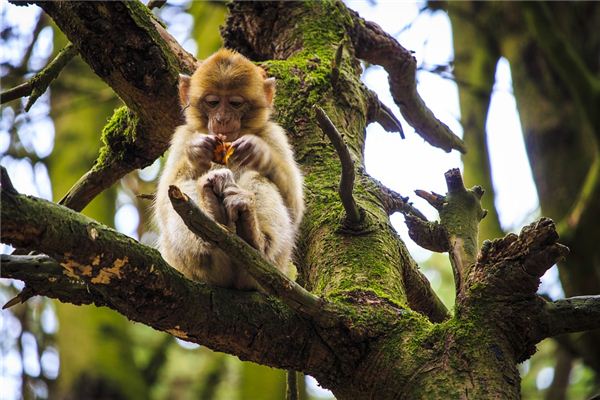 袁嘉樂(lè)的姓名打分結(jié)果_袁嘉樂(lè)五行分析