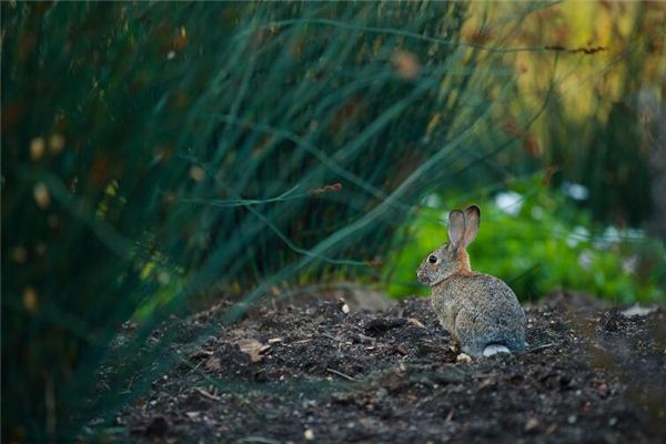 猴年寶寶起名(虎年寶寶取名最佳用字)