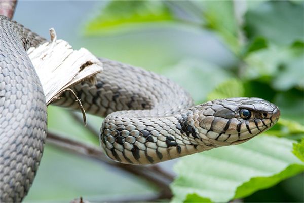 名字打分測試:吳森