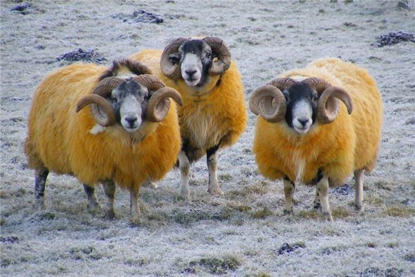 谷德近的姓名打分結果_谷德近的姓名五行分析