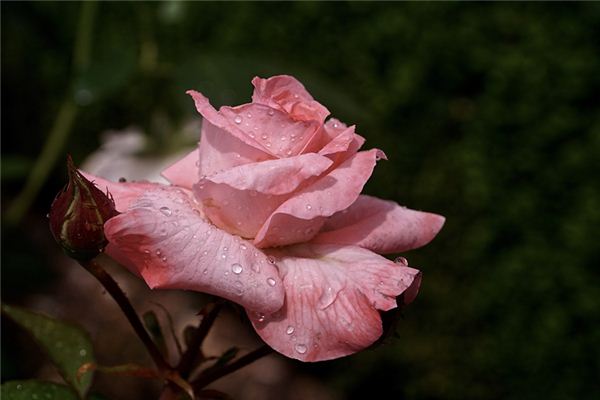 好聽的名字_周奇略